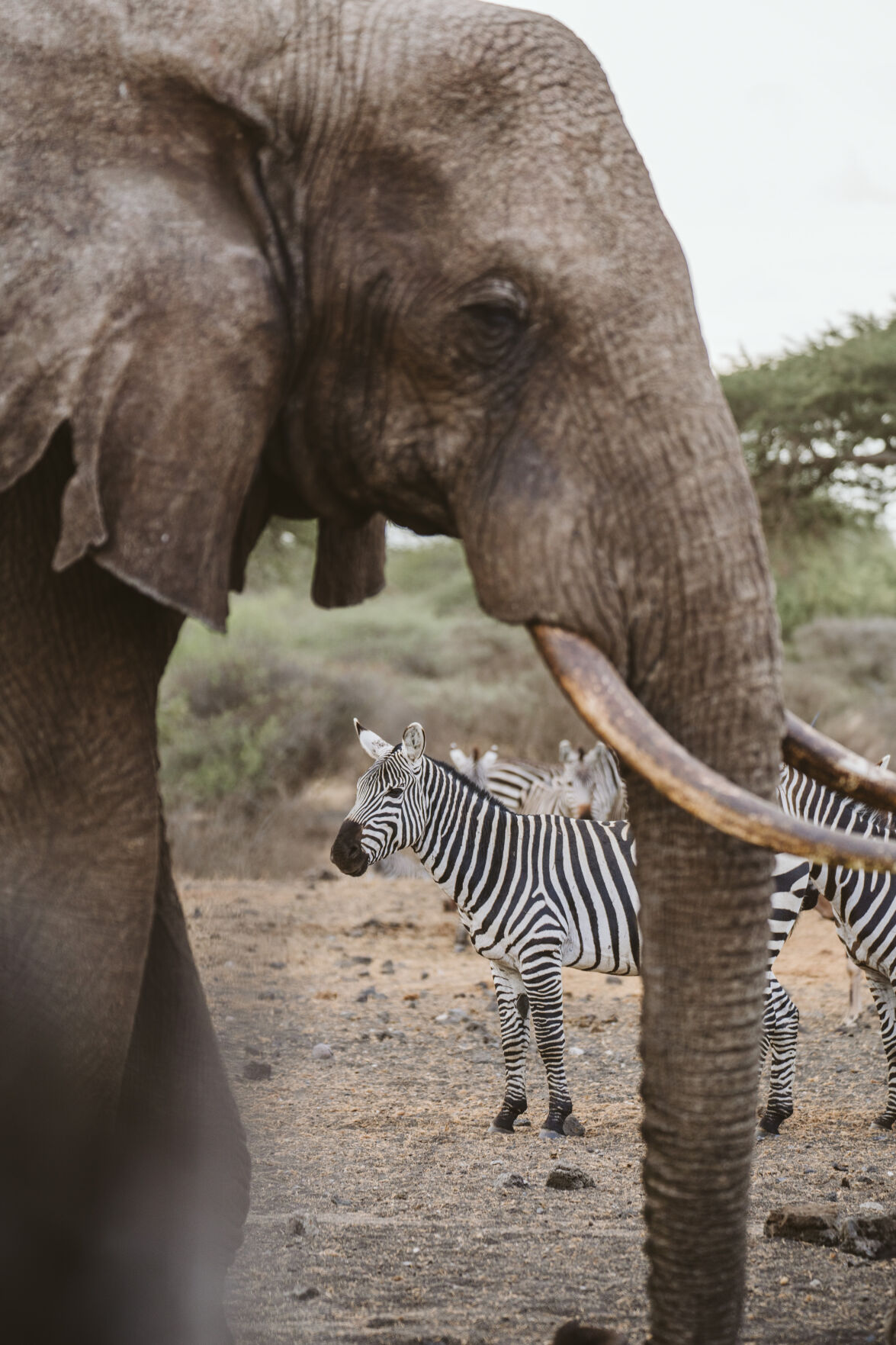 YPA Elephant and Zebra (favorite).jpg